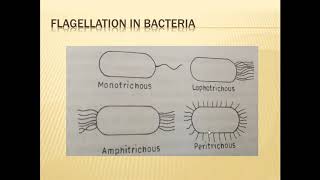 FUNDAMENTALS OF PLANT PATHOLOGY Classification of Bacteria Part1 [upl. by Menashem]