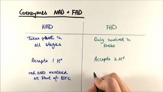 A2 Biology  NAD vs FAD OCR A Chapter 183 [upl. by Anyar]