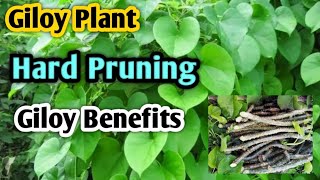 Giloy Plant Stem Benefits  Giloy Plant Hard pruning  Giloy Growing season [upl. by Mayworm]