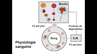 PHYSIOLOGIE DU GLOBULE ROUGE ET PHYSIOPATHOLOGIE DES ANEMIES PARTIE 1 [upl. by Porta]