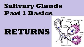 Return of Salivary glands Part 1 Basic concepts [upl. by Haldes529]