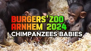 Burgers Zoo Arnhem Chimpanzees and gorillas [upl. by Max]