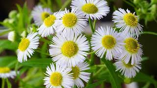 Timelapse Annual fleabane blooming 4K 개망초 꽃열림 [upl. by Past]