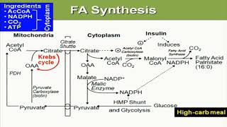 Metabolism of Lipids amp Fatty Acids  2nd Year MBBS  Lecture 02 [upl. by Neomah]