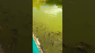 Aritar Lake  Danpite Dustu  shorts satisfying asmr shortsfeed viral shots aritar fish [upl. by Ylelhsa]