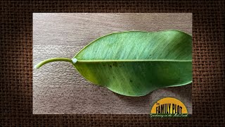 QampA – I have insects on my Ficus but can’t move it it is too big How do I get rid of the insects [upl. by Anyah]