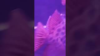 Huge Scatophagus music aquarium [upl. by Ellehcin808]