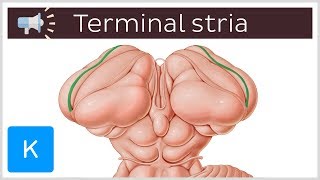 Terminal stria  Anatomical Terms Pronunciation by Kenhub [upl. by Aihsatal]