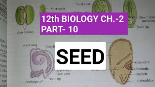 Class 12 biology chapter2 Part10  Seed  Study with farru [upl. by Sido]