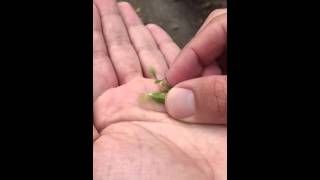 Jewelweed  Touch me not  Seed Explosion in Slow Motion  Impatiens capensis [upl. by Cadmann]