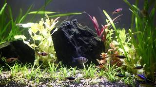 Low tech tank aquascape 80x40x35 [upl. by Romy]