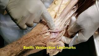 CEPHALICBASILIC VEINS CUTANEOUS NERVES BICEPS APONEUROSIS with Clinicals – Sanjoy Sanyal [upl. by Corty]