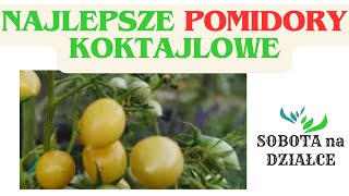 Najlepsza odmiana pomidorów koktajlowych🍅🍅🍅 [upl. by Deadman]