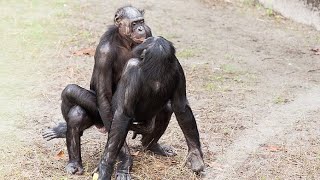 Bonobos shares love♥️ Nubian Ibexs fight for females for breading [upl. by Dnanidref]