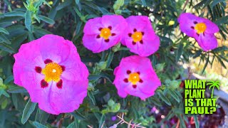 Cistus x pulverulentus Sunset Magenta Rock Rose  STUNNING Pink Purple BLOOMS  Drought Tolerant [upl. by Sylvester]