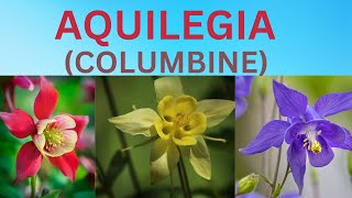 Aquilegia Flower  Columbine  All About Aquilegia  Information About Flowers [upl. by Ruford815]