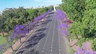 Jacarandá en la Ciudad de Buenos Aires [upl. by Suedaht]