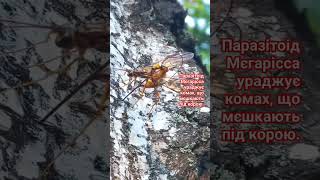 Кого ураджує величезний паразітоїд Мегарiсса на корі дерева Parasitoid Megarhyssa Oviposition [upl. by Atinyl]