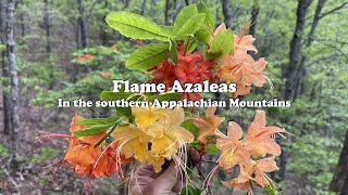 Flame Azaleas in the southern Appalachian Mountains [upl. by As]