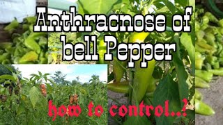 Anthracnose of bell pepper how to control [upl. by Ayhtnic21]