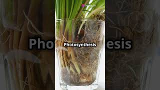 Photosynthesis vs Cellular Respiration The Ultimate Showdown facts knowledge education [upl. by Clotilde]