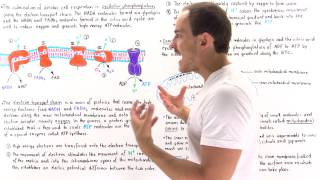 Introduction to Oxidative Phosphorylation [upl. by Nnairret]