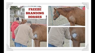 Freeze Branding Horses [upl. by Ailenroc]