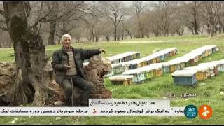 Iran Cutting Trees amp Planting Trees report Golestan province بريدن و كاشت درختان گلستان ايران [upl. by Eimaraj696]