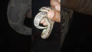 snake lovers ❤️🤩 🐍🐍 rescue 🙂 😍 dangerous like comment shareandsubscribelikeforlikesrpmshortvide [upl. by Mendy361]