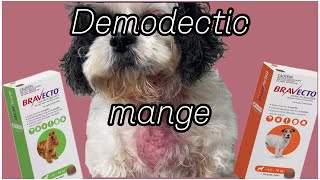 Dealing with demodectic mange Ivermectin Bravecto [upl. by Regdirb]