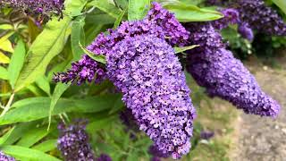 Buddleia davidii Empire Blue Butterfly Bush [upl. by Assen]