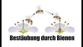 Bestäubung durch Bienen  Einfach für Kinder erklärt [upl. by Feirahs]