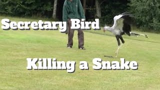 Secretary bird killing a snake [upl. by Opiuuk861]