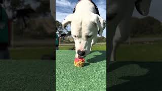 Rescue dogs eat cupcakes for the first time [upl. by Enoval]