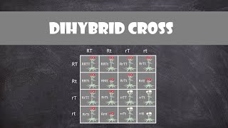 Dihybrid Cross  Genetics [upl. by Ase53]