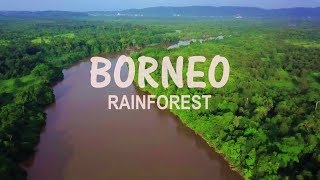 BORNEO RAINFOREST FROM ABOVE [upl. by Halley908]