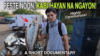 How this Aquarium Fish Killed amp Revived the Fishing Industry in Laguna Lake [upl. by Tnemelc282]