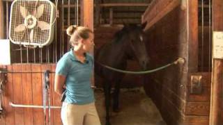 Horse Care amp Buying Tips  How to Take Care of an Older Horse [upl. by Hayashi799]