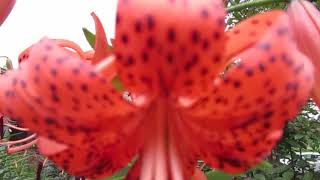 How To Grow Tiger Lilies From Seed Bulblis [upl. by Smailliw827]