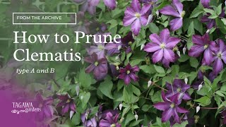 How to Prune Clematis Vines [upl. by Lacie]