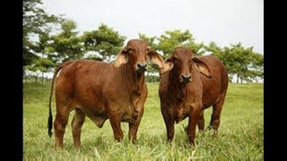 Muestra de Ganado Brahman Rojo Parte II TvAgro por Juan Gonzalo Angel [upl. by Duong426]