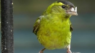 Siskin Bird  Flock of Siskins in My Garden  Wildlife in Cornwall  Scatiu Cajzla [upl. by Herrah]