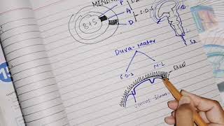 Meninges Dura matter part 1 divisions nerve and blood supply neuroanatomy [upl. by Yragerg]