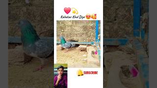 Aisi tric kis kisne kabutaron ko kholne ke liye banaa rakhi hai pigeon viral new short video [upl. by Bramwell]