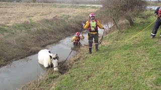 Pregnant mare trapped in water filled ditch saved by team effort [upl. by Oetam]