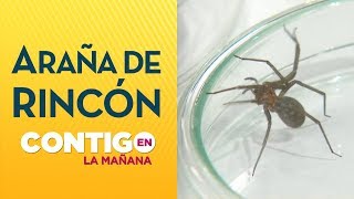 Aprende a identificar la araña de rincón  Contigo en La Mañana [upl. by Htebaras486]