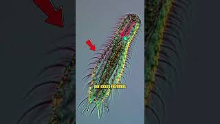 Gastrotricha Um intrigante animal microscópico curiosidades microorganismos microbiologia [upl. by Rett]