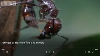 Formiga zumbi com fungos no cérebro infectada pelo fungo Cordyceps  BBC [upl. by Pul]