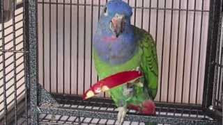 Butch  The Blue Headed Pionus Parrot Eating Apple [upl. by Obocaj]