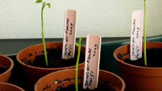 Ginkgo seedlings March 2009  10 days old [upl. by Jordison]